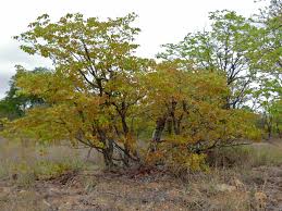 Image result for Colophospermum mopane