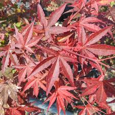 Maybe you would like to learn more about one of these? Japanischer Facher Ahorn Acer Palmatum Atropurpureum Gartencenter Zulauf Pflanzen Kaufen