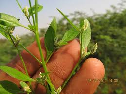 Image result for Nothosaerva