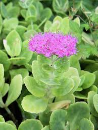 おおべんけいそうはどんな植物 Weblio辞書