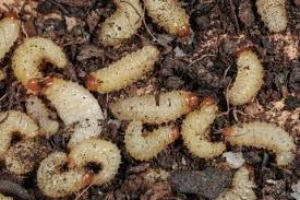 Dickmaulrussler Erfolgreich Bandigen Gartenschadlinge Schnecken Im Garten Unkraut Im Garten