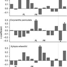 Image result for Xylopia wilwerthii