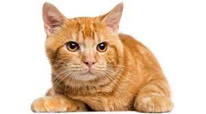 What exactly is a ginger cat? Cat Runs Store For 9 Years Without Taking A Day Off Trending News The Indian Express