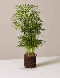 Additional common name from alt classification: 12 Best Feng Shui Plants That Can Bring Good Luck Wealth For Your Home
