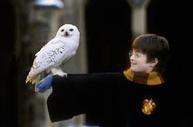 You've seen all the cute videos, but do you know the reality of caring for an owl? Owl Harry Potter Wiki Fandom