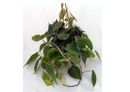 Heartleaf philodendron is a popular house plant because it is extremely easy to grow. Heart Leaf Philodendron