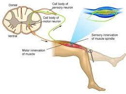 Fungsi neuron sensorik pada lengkung refleks yaitu untuk menerima rangsang dari reseptor untuk diteruskan ke. Gerak Refleks Pengertian Jenis Mekasinme Dan Prosesnya