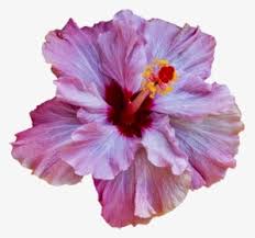 This is one of the very weird tropical flowers. Tropical Flower Png Images Free Transparent Tropical Flower Download Kindpng