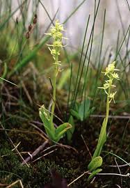 Image result for Liparis mulindana