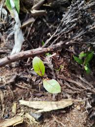 Image result for Elaphoglossum macropodium