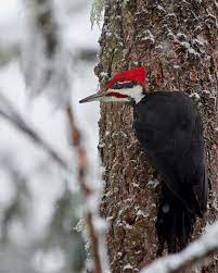 In the east this is the most familiar member of the family, readily entering towns and city parks, coming to backyard bird feeders. Pileated Woodpecker U S National Park Service