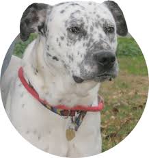 Maybe you would like to learn more about one of these? Lucky Dog Rescue Our Partners