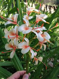 Image result for Hedychium