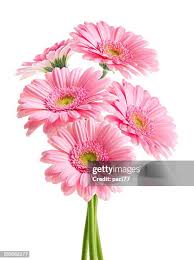 Image result for Gelrebia