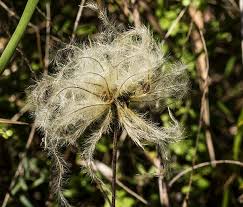 Image result for Xyris parvula