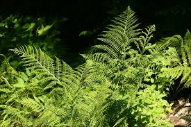 Image result for Dryopteridaceae