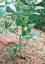 Beefsteak tomatoes (solanum lycopersicum) are meaty, juicy tomatoes that are equally delicious on sandwiches as they are simply sliced and eaten to grow beefsteak tomatoes in your home garden, you need stakes or a heavy cage to support the fruit, and it's important to learn all about the proper. How To Grow Beefsteak Tomatoes Finegardening