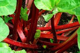 Maybe you would like to learn more about one of these? How To Plant Grow And Harvest Rhubarb