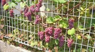 Maybe you would like to learn more about one of these? Panduan Berkebun Anggur Organik Di Pekarangan Rumah