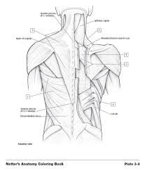 Digestive system (4 pages) skeletal anatomy coloring book. Netter S Anatomy Coloring Book Pdf