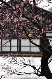 Pin On Sakura Senzen