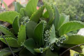 Image result for Bryophyllum