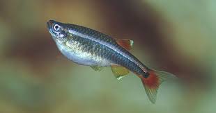 White Cloud Mountain Minnow Tanichthys Albonubes Fish White Cloud Minnow Freshwater Fish
