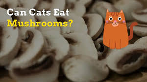 Stray cats around my building eat cooked liver from the diner all the time. Can Cats Eat Mushrooms