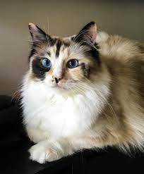 Gorgeous Kiki Ragdoll Ragamuffin Cat Crazy Cats Cats