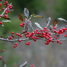 Image result for Ilex