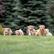 They have been in business since 2003. Best Labradoodle Breeders In Florida Fl Top 5 We Love Doodles