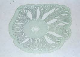 Image result for Coprinus sp.