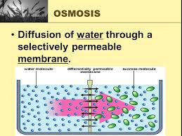 Why don't animal cells have a cell wall. Warm Up Compare The Function Of The Cell Wall And The Cell Membrane In Plant And Animal Cells Describe The Characteristics And Role Of The Nucleus What Ppt Download