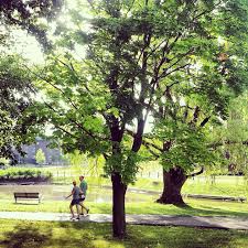 New interactive map brings campus trees to your desktop