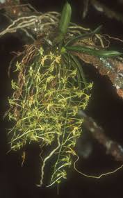 Image result for Mystacidium