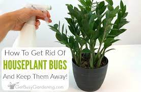 After lightly spraying them with a natural homemade bug repellant—which you can make with 1 tablespoon. How To Get Rid Of Bugs On Houseplants Get Busy Gardening