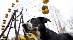 Maybe you would like to learn more about one of these? The Guards Caring For Chernobyl S Abandoned Dogs Bbc Future