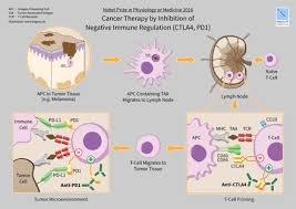 My work focused on how cell division is screwed up in cancer. James P Allison Wikipedia