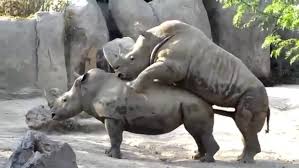 Sekian penjelasan 5 flora dan 5 fauna yang sudah langka atau terancam punah di indonesia. Masih Ada 60 Jenis Hewan Langka Di Indonesia Dari Berbagai Daerah