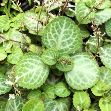 Image result for Plectranthus mandalensis