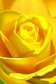 Pin On Yellow