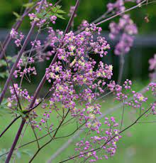 I saw this plant in our area, and fell in love with it.but they were out of lavender mist. Prachtige Wiesenraute Elin Thalictrum Kaufland De