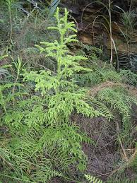 Image result for Lycopodiella cernua