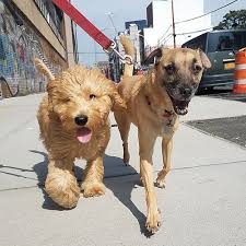 All donations, up to $150,000, are being matched by purina. Hustlepups Nyc