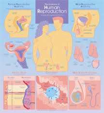 Anatomy Of Human Reproduction Chart