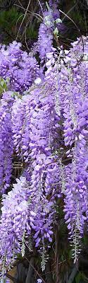 Whisteria Beautiful Flowers Garden Dream Garden Beautiful Gardens