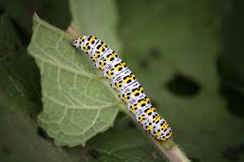 They feed on a wide variety of hardwood plants and can a yellow to red spiny caterpillar with black and blue stripes down the middle of its back and less distinct red. A Truly Helpful Caterpillar Identification Chart Animal Sake