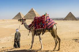 Return to giza for panoramic views of the three pyramids. Egypt To Ban Camel Donkey And Horse Rides At Giza Living Vegan