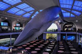 We did not find results for: Visita Al Museum Of Natural History Nueva York Los Apuntes Del Viajero