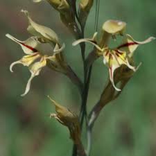 Image result for Gladiolus permeabilis